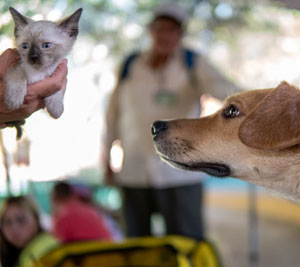 dog and cat intro